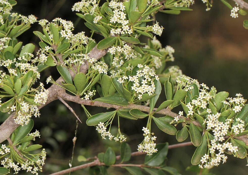 Gymnosporia maranguensis habit