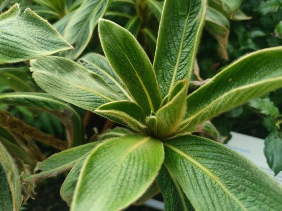 Cylindrocline lorencei — houseplant care guide