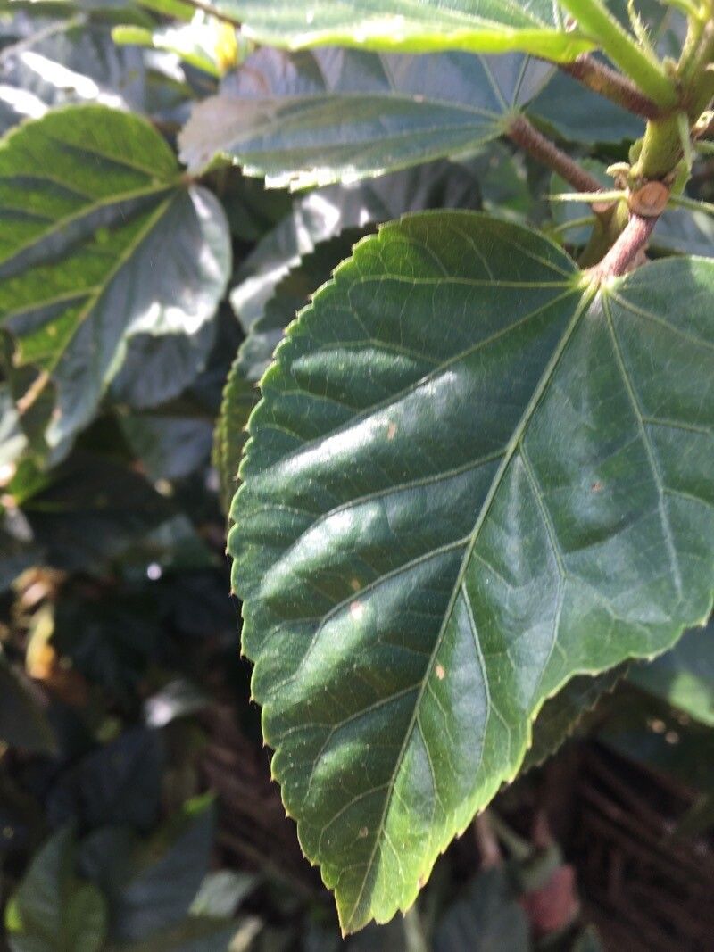 Hibiscus spp. leaf