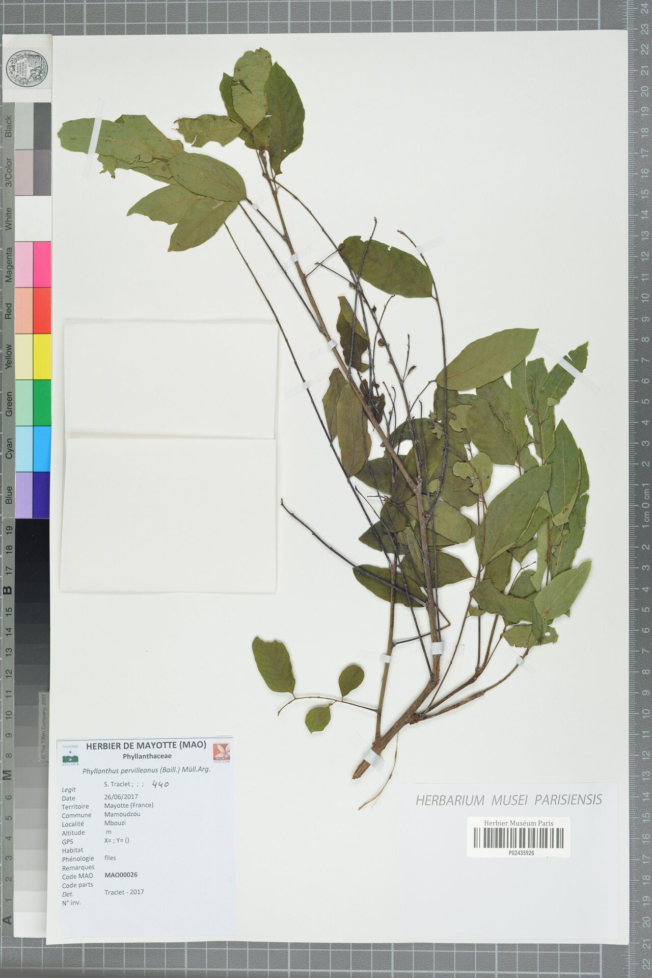 Phyllanthus pervilleanus — houseplant care guide