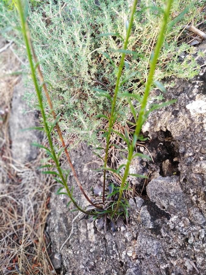 Anarrhinum laxiflorum — related species from the same genus