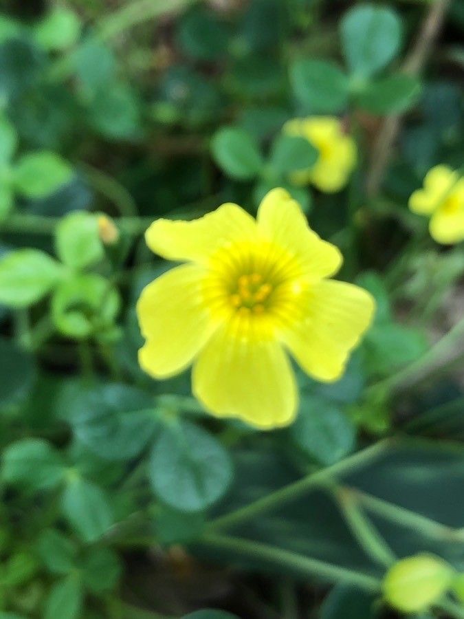 Oxalis megalorrhiza flower