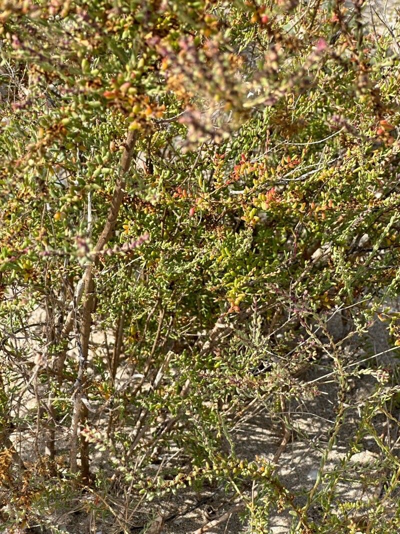 Halogeton sativus — search result for 'Algeria'