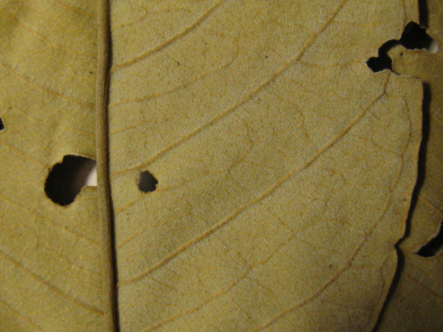 Ormosia bolivarensis other