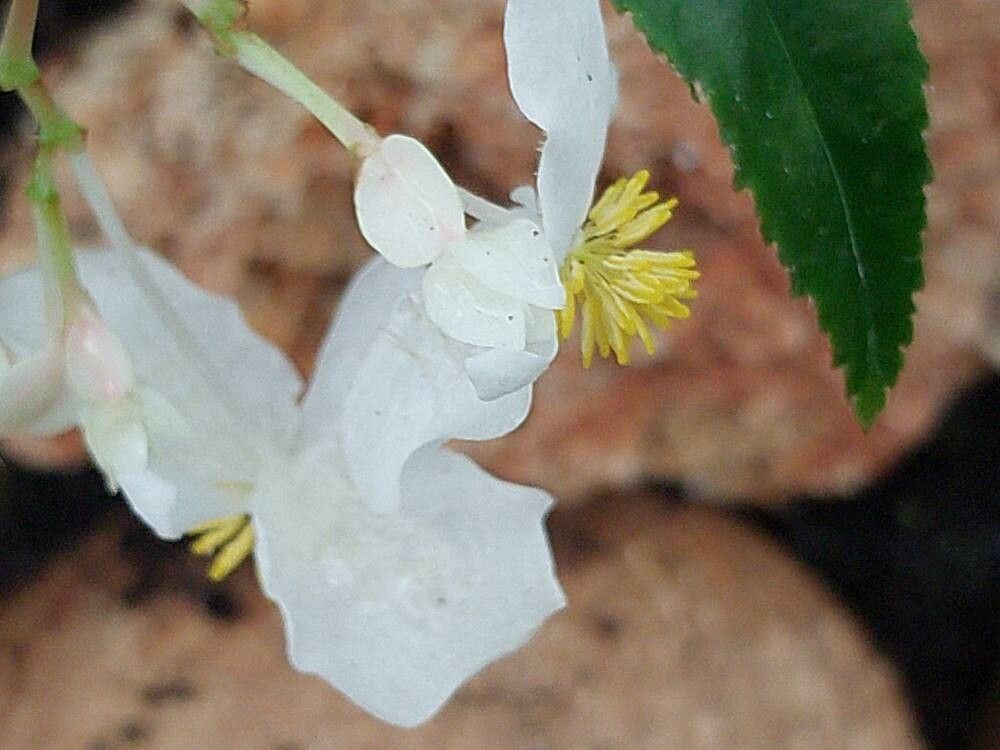 Begonia echinosepala flower