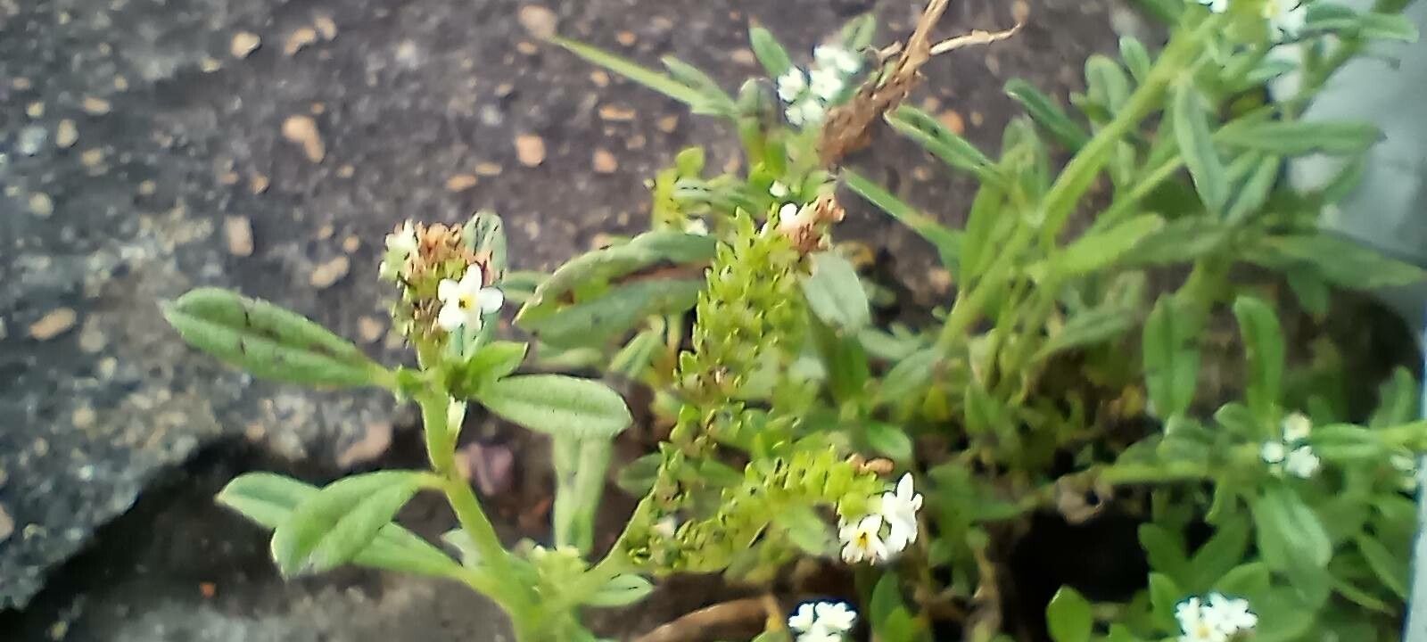 Heliotropium procumbens — search result for 'Heliotropium'