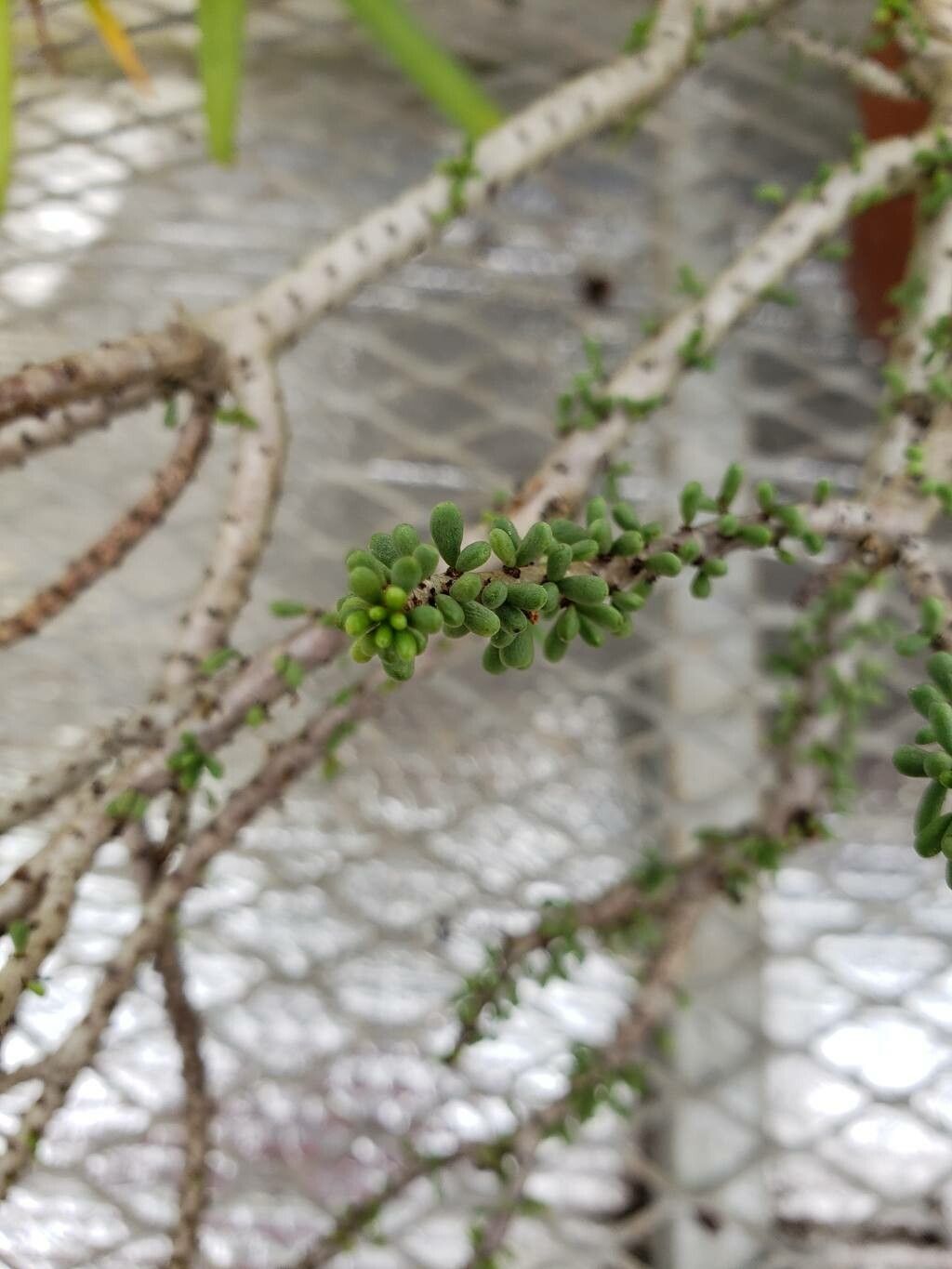 Portulacaria pygmaea