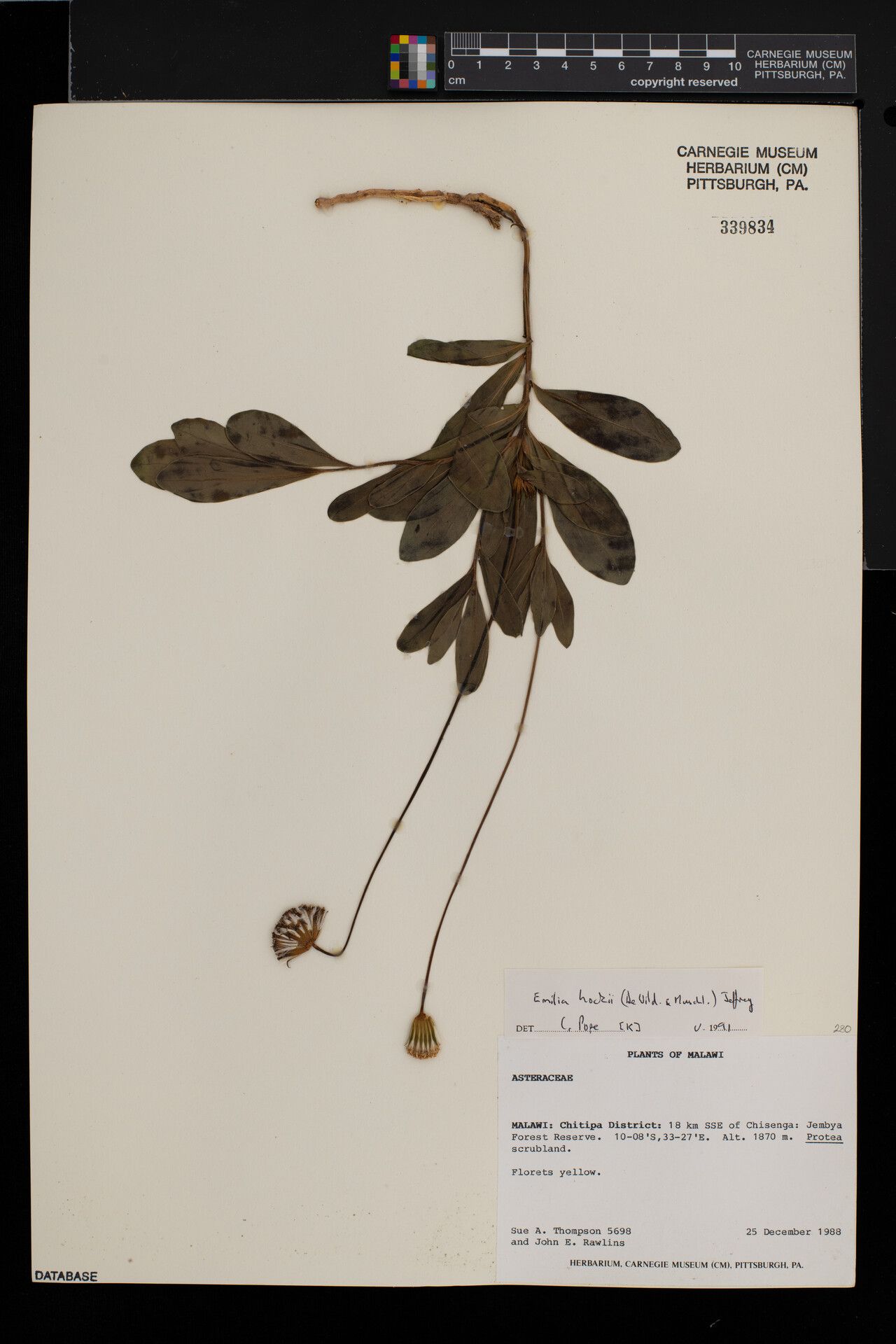 Emilia hockii — search result for 'Emilia'