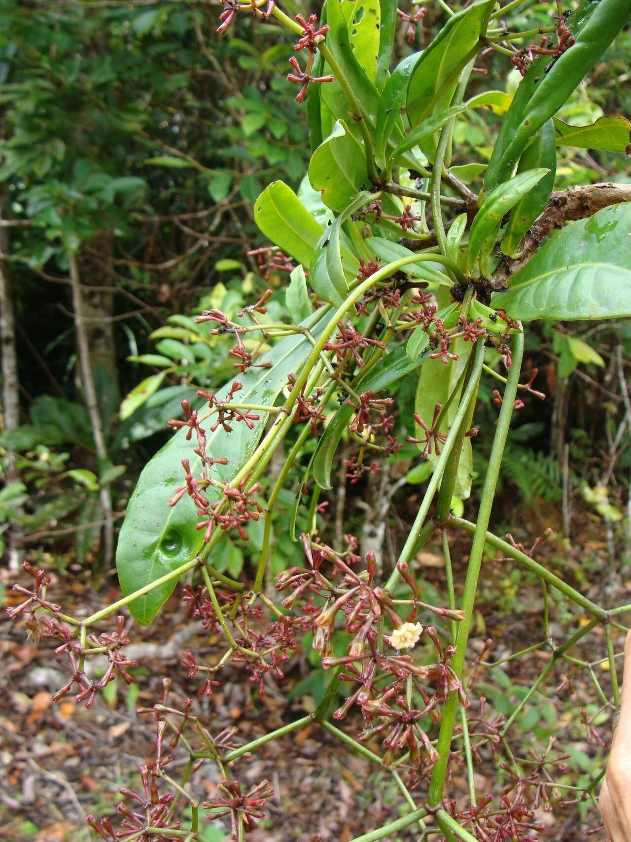 Ceodes gigantocarpa habit