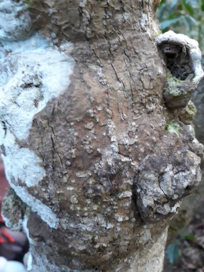 Oxera subverticillata bark