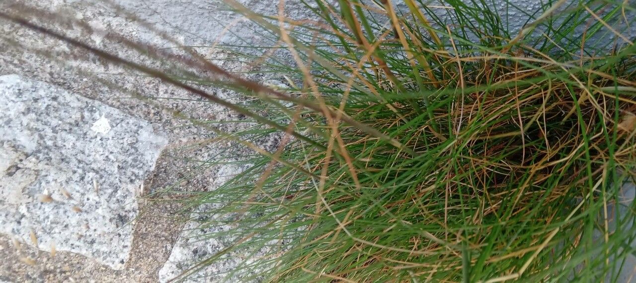 Avenella flexuosa — houseplant care guide