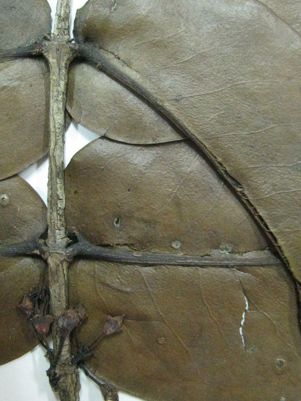 Mouriri sideroxylon other