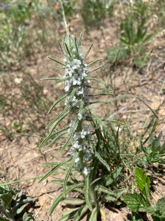 Cryptantha virgata flower