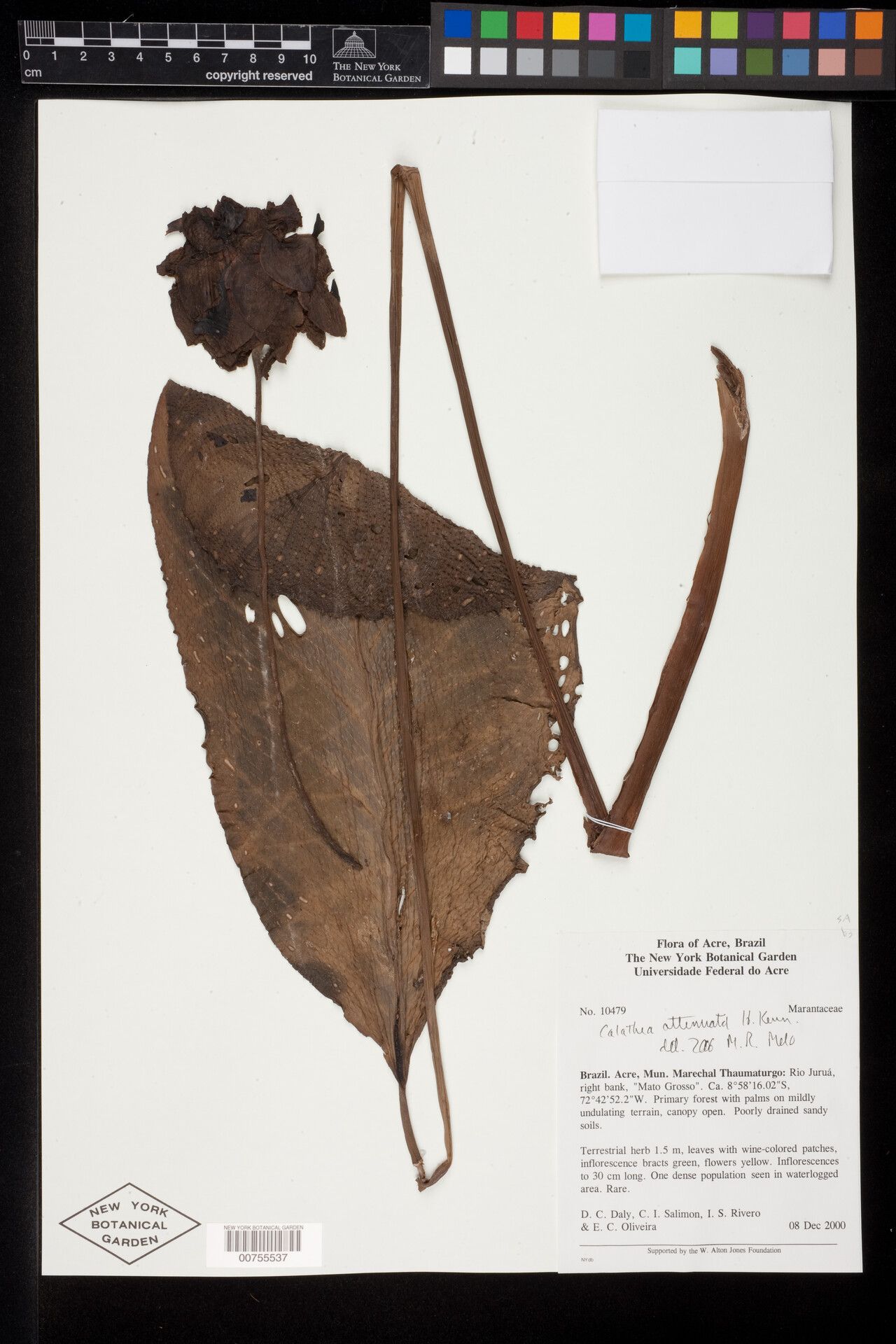 Goeppertia attenuata flower