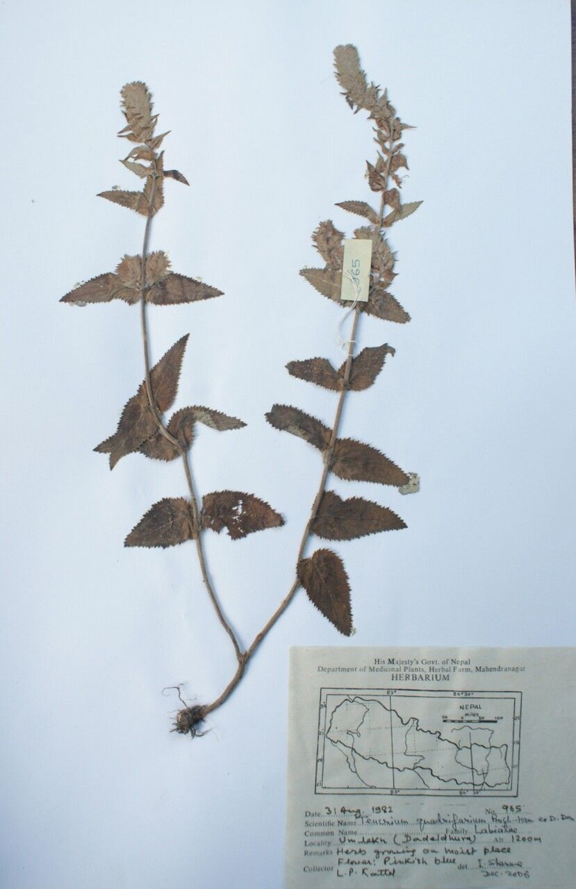 Teucrium quadrifarium other