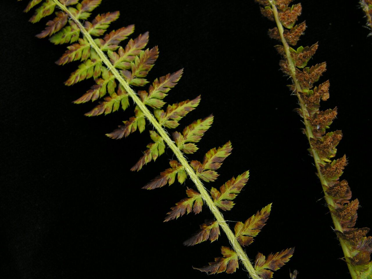 Polystichum lachenense habit