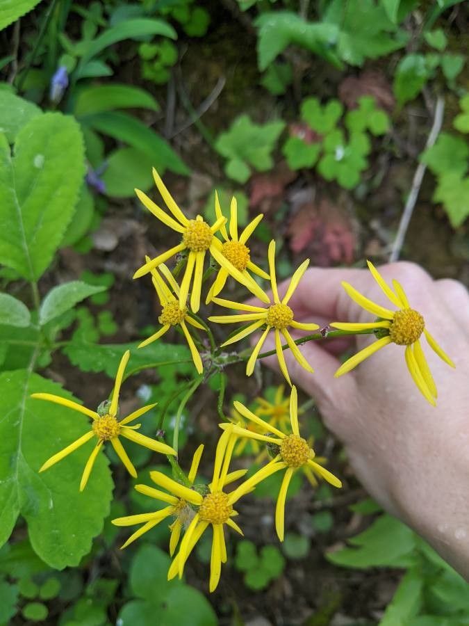 Packera anonyma — related species from the same genus