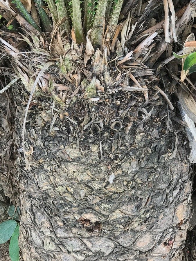 Encephalartos laurentianus bark