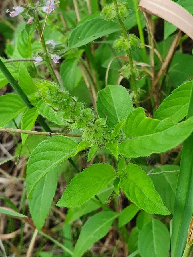 Ocimum × africanum leaf