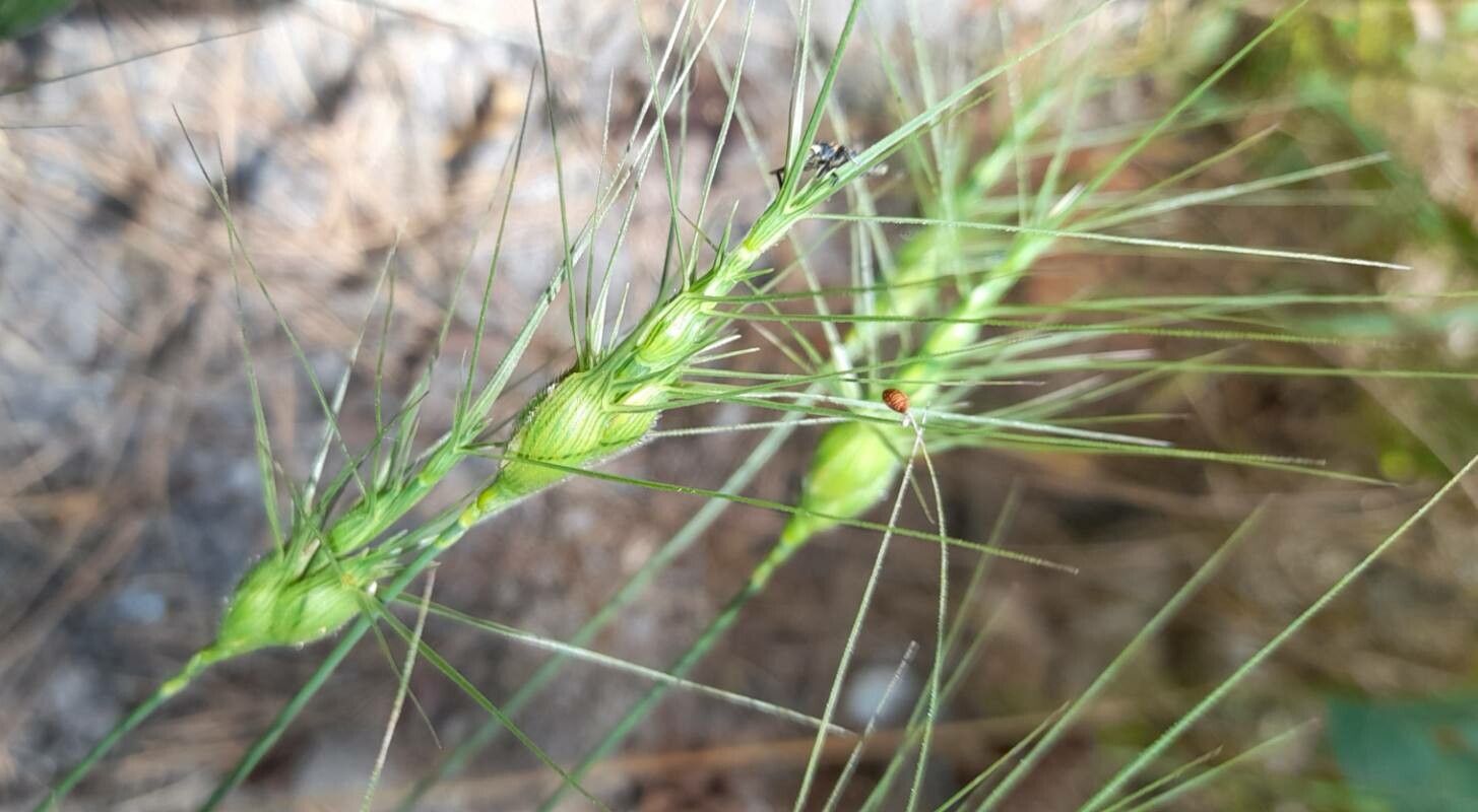 Aegilops geniculata fruit