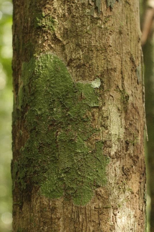 Guatteria schomburgkiana — houseplant care guide