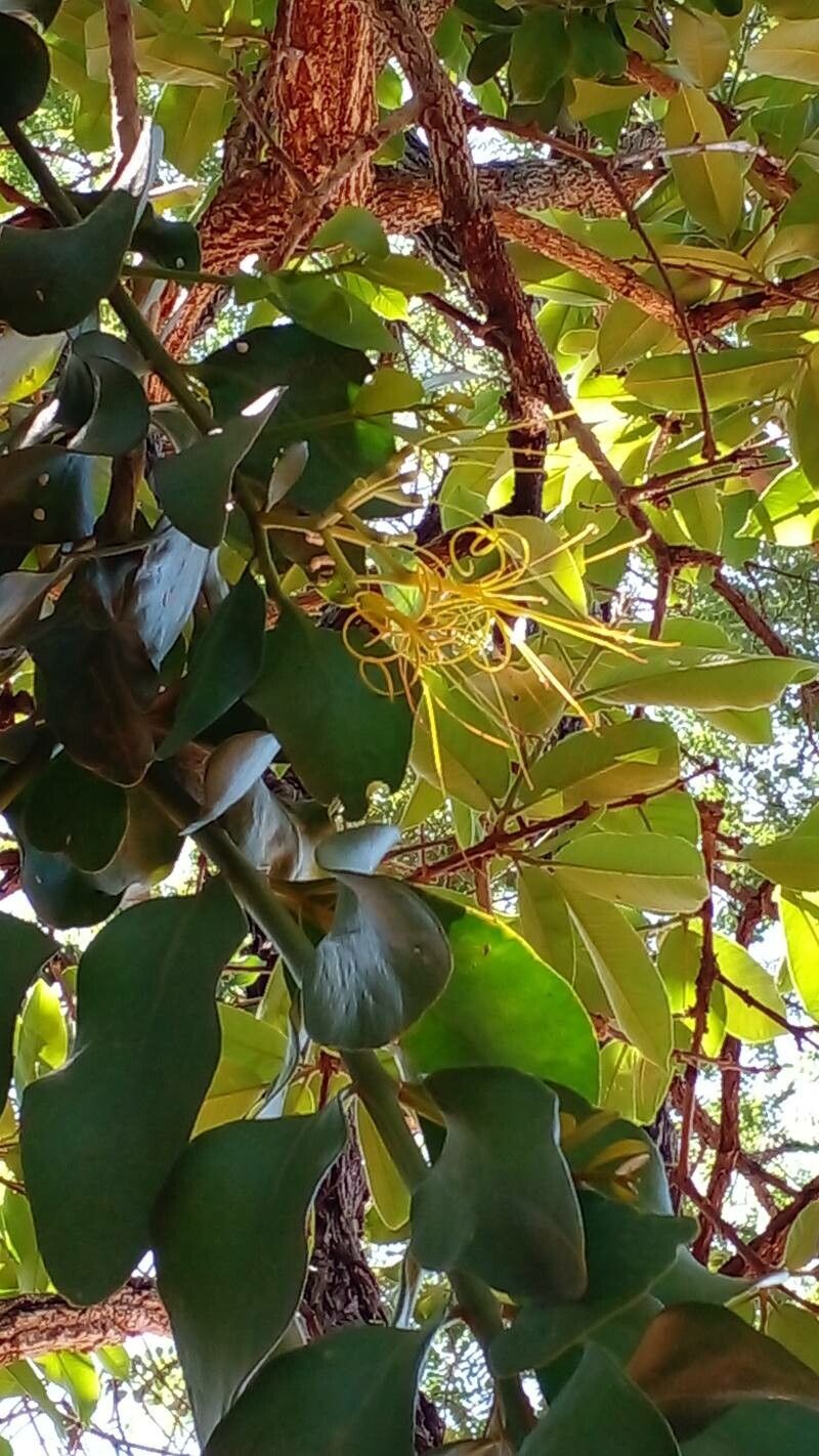 Psittacanthus robustus — houseplant care guide