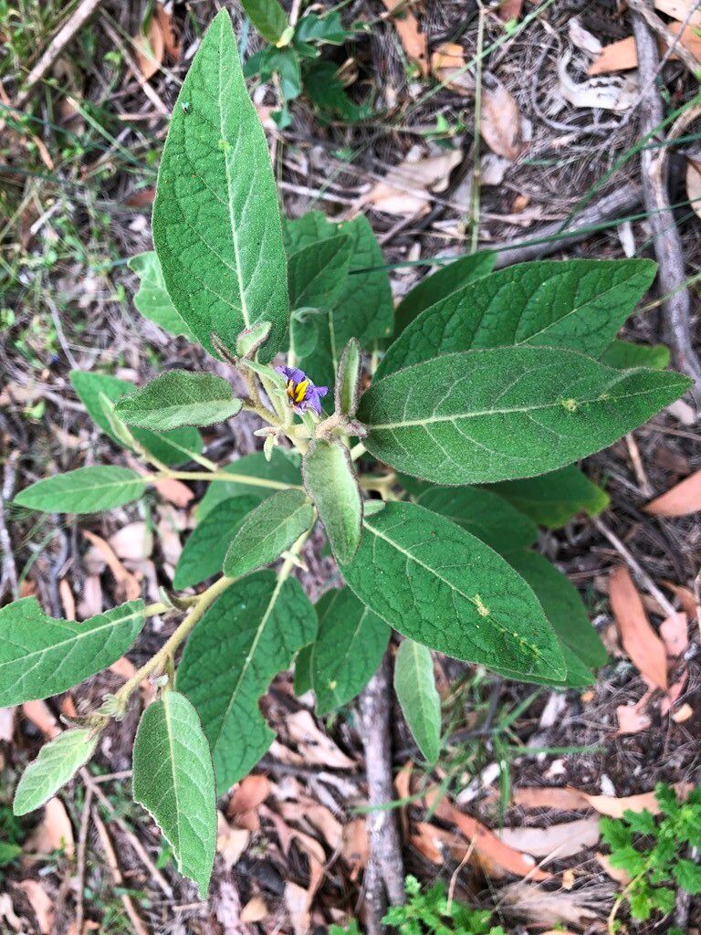 Solanum nemophilum leaf