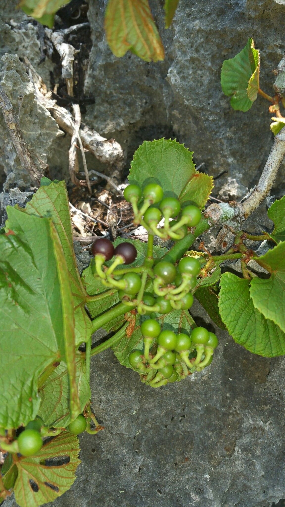 Cissus madecassa fruit