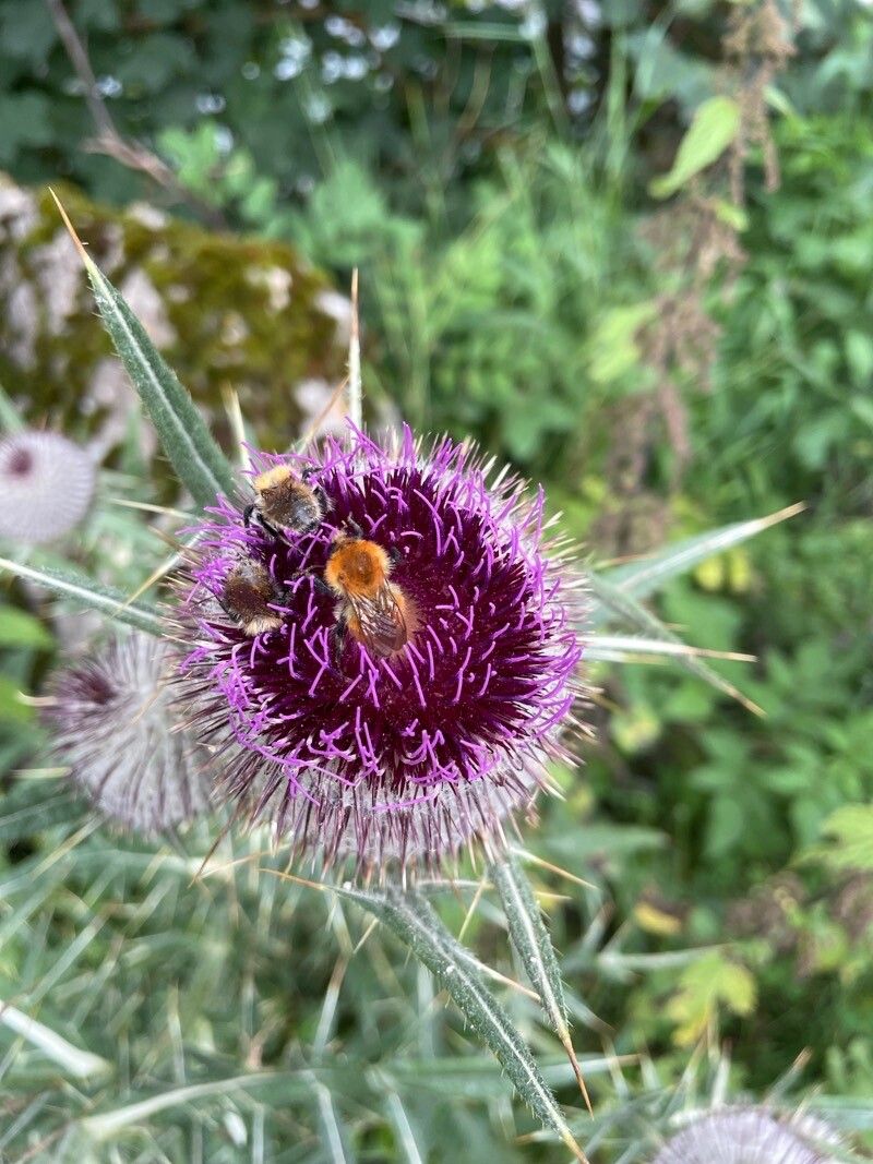 Cirsium morisianum flower