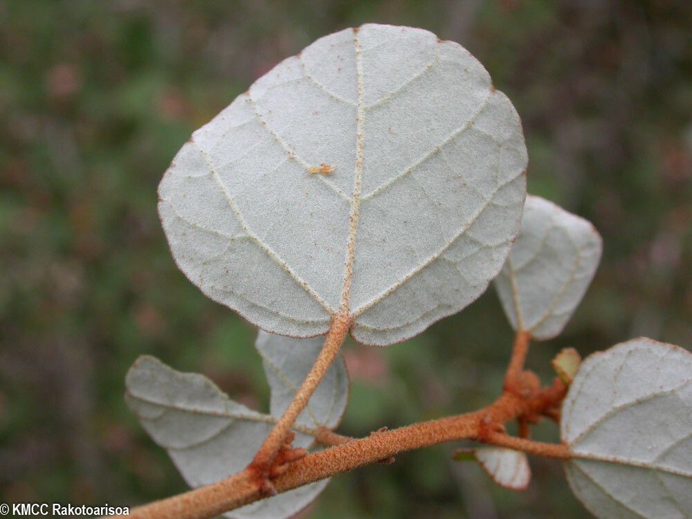 Dombeya tremuliformis — houseplant care guide