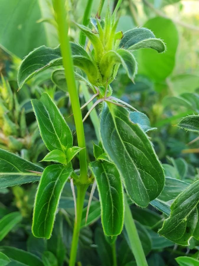 Barleria eranthemoides — houseplant care guide