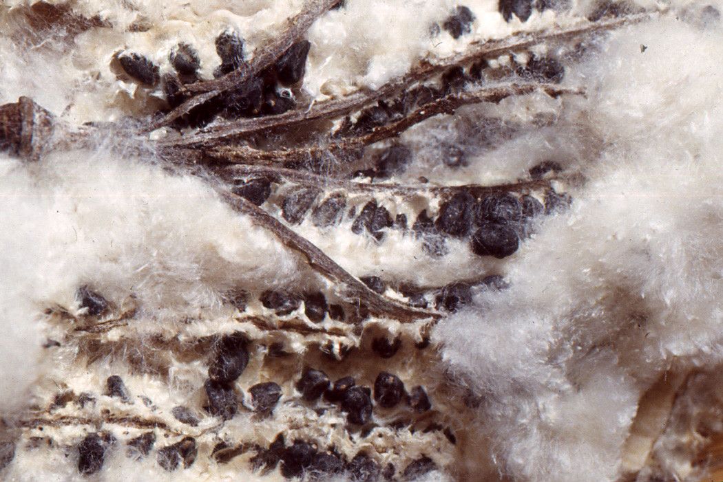 Chorisia speciosa fruit