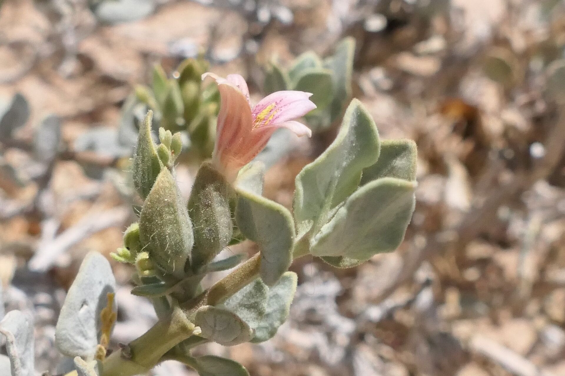 Petalidium pilosibracteolatum — houseplant care guide