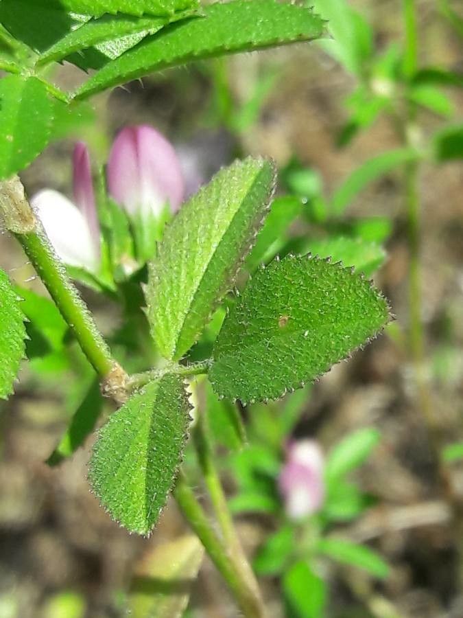 Ononis mitissima leaf
