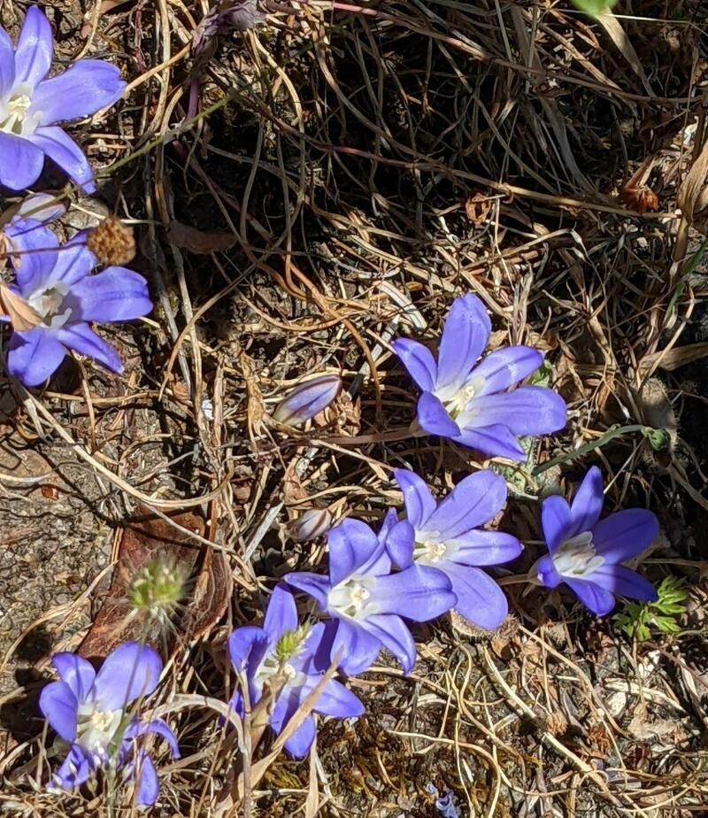 Brodiaea terrestris flower