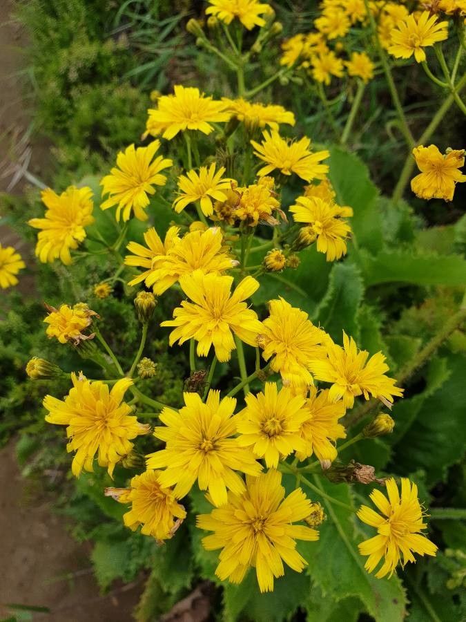 Leontodon rigens flower