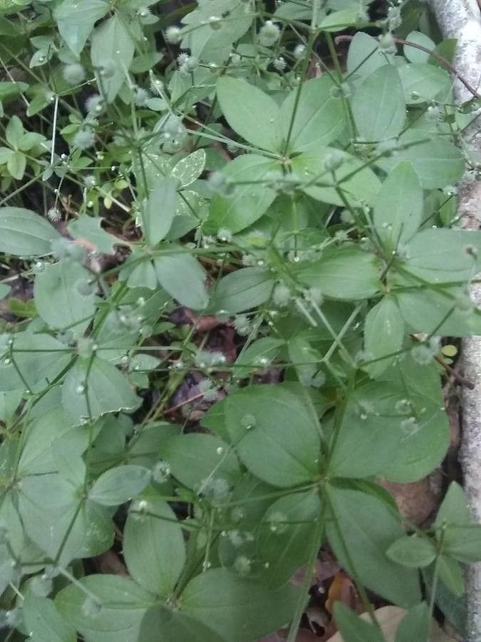 Galium circaezans other