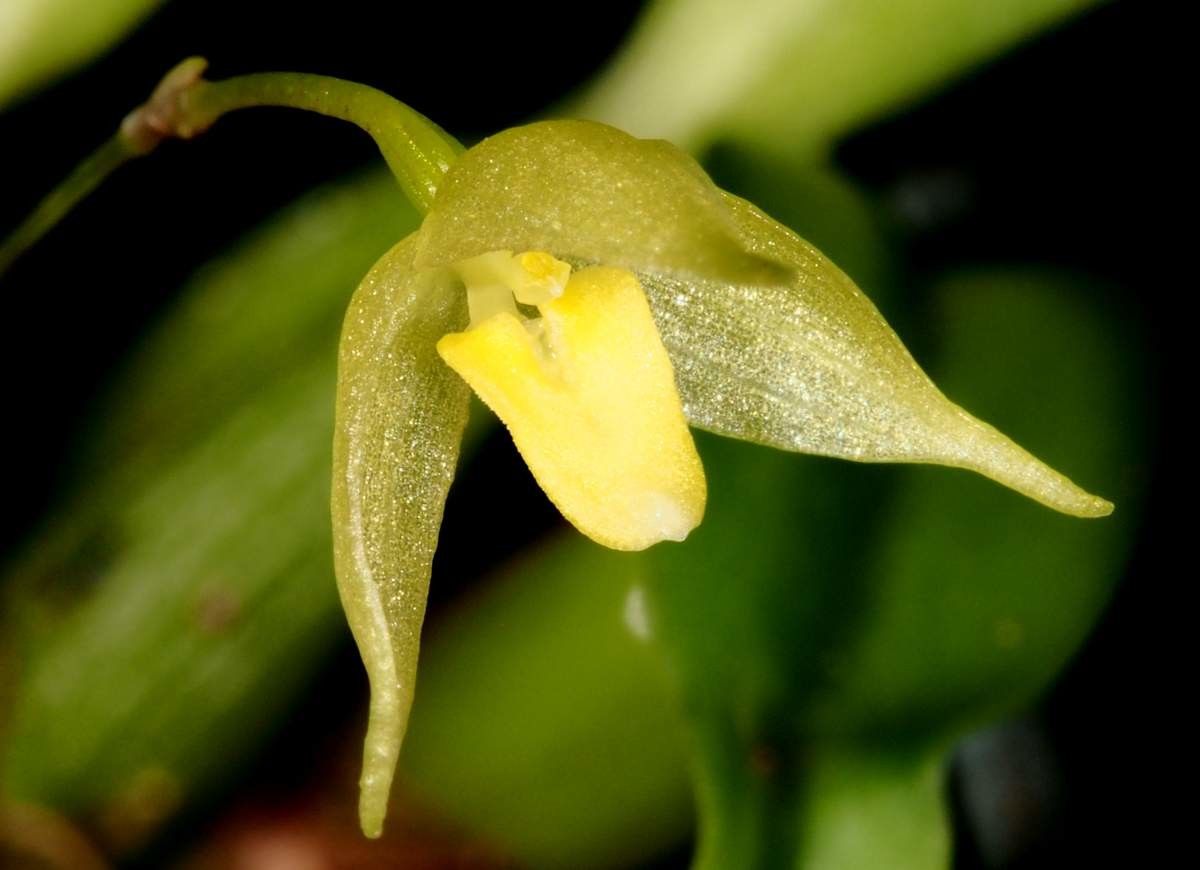 Bulbophyllum aphanopetalum flower