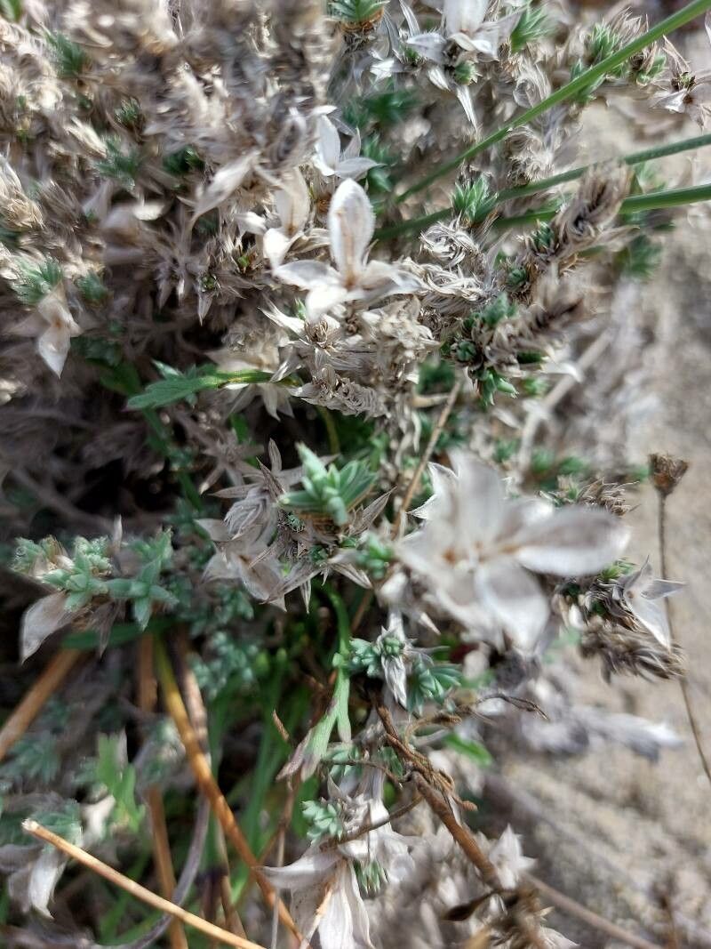 Arenaria aggregata fruit