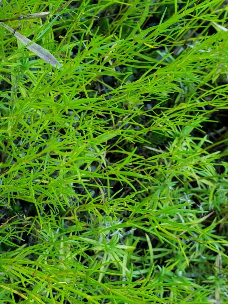 Coreopsis rosea — houseplant care guide