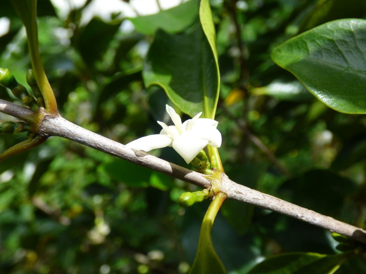 Coffea mauritiana flower
