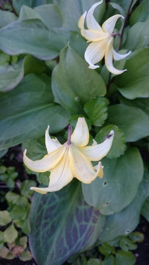 Erythronium oregonum flower