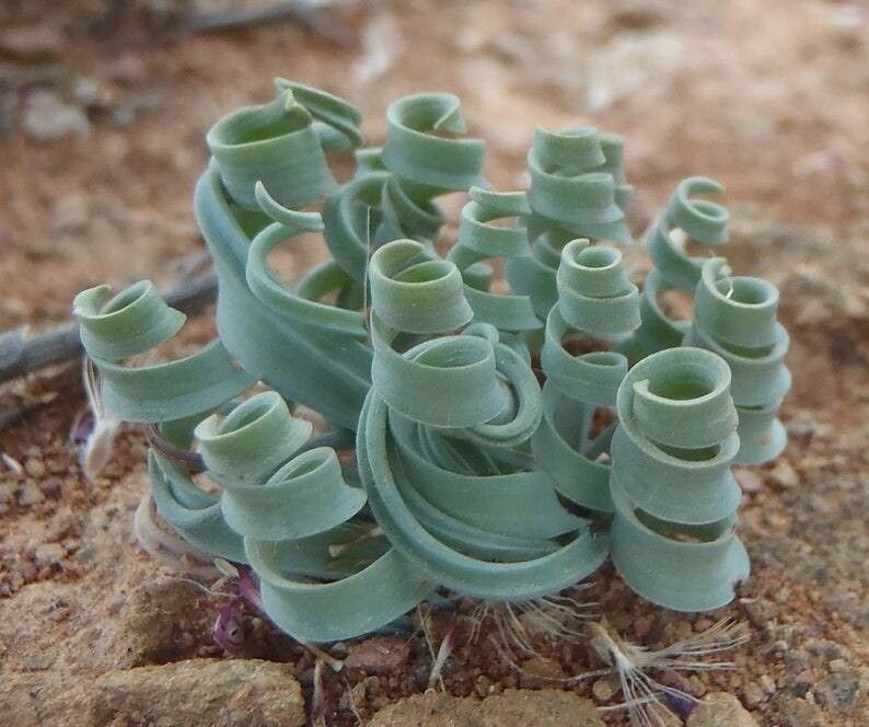 Albuca spiralis leaf