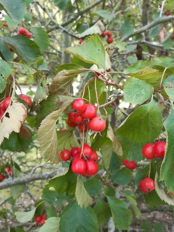 Crataegus macracantha fruit