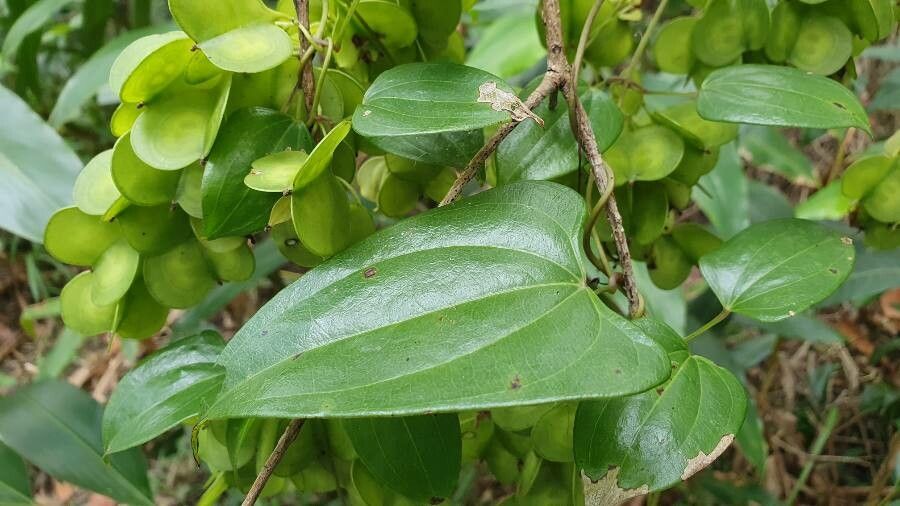 Smilax glyciphylla — search result for 'Smilax'