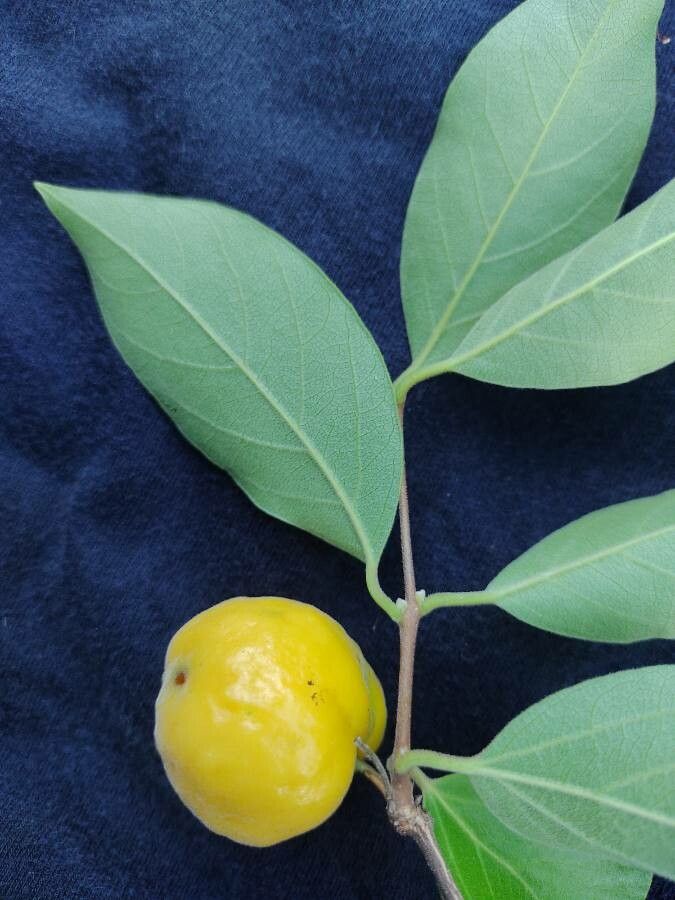 Eugenia myrcianthes fruit