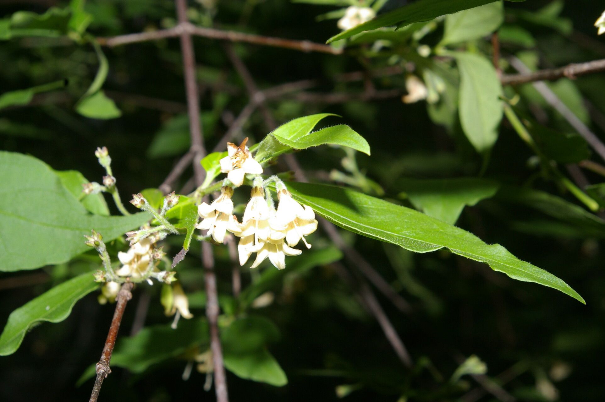 Chiococca semipilosa flower