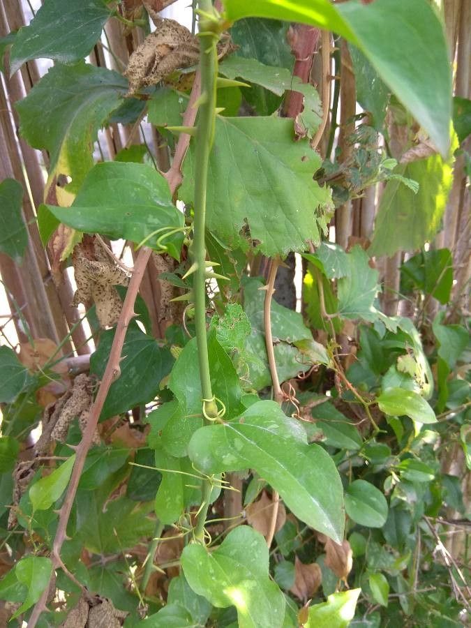 Smilax excelsa other