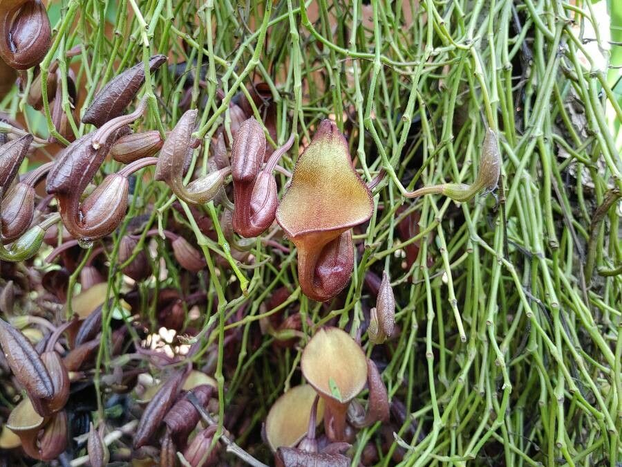 Aristolochia maxima — search result for 'Guatemala'