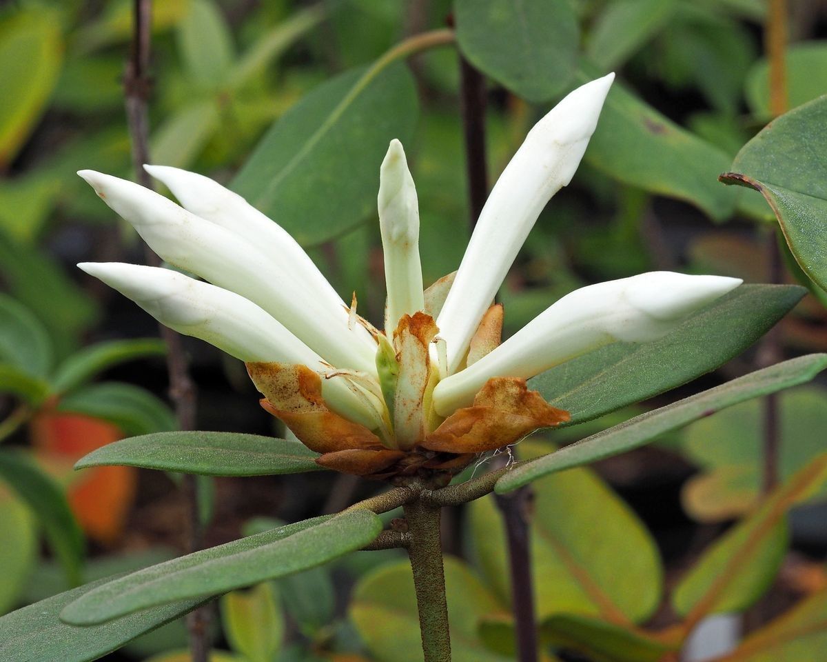Rhododendron rappardii — houseplant care guide